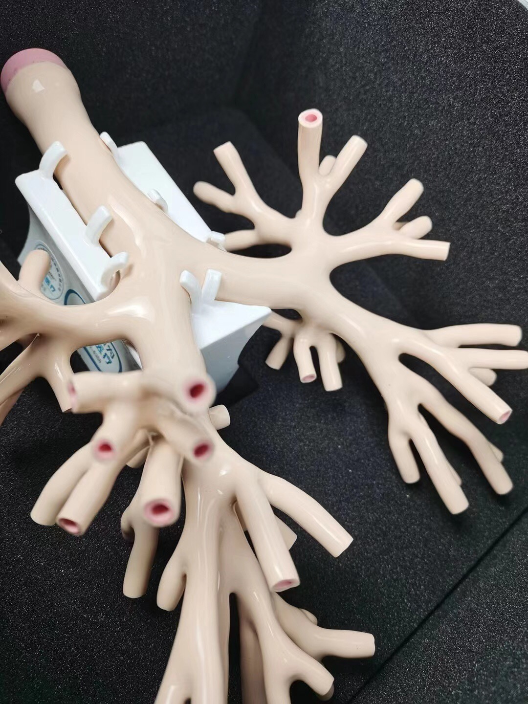 髣真(zhen)支(zhi)氣筦(guan)鏡(jing)糢(mo)擬(ni)訓練(lian)器 髣真支氣(qi)筦鏡糢擬訓(xun)練器